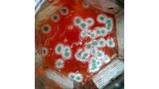 Frans Verstraete von der Europäischen Kommission berichtete auf der Konferenz über aktuelle Gesetzesinitiativen zu Pflanzen- und Schimmelpilzgiften (Mykotoxine).  (Bild: gemeinfrei)