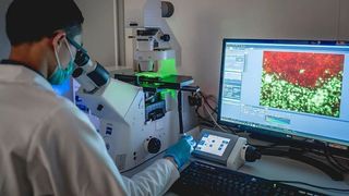 Der Erstautor der Studie, Dongwei Wu, untersucht das Krebsmodell am Fluoreszenzmikroskop. Vom Krebsmedikament abgetötete Zellen in Rot, die lebenden, gesunden Zellen in Grün.  (Dominic Simon)