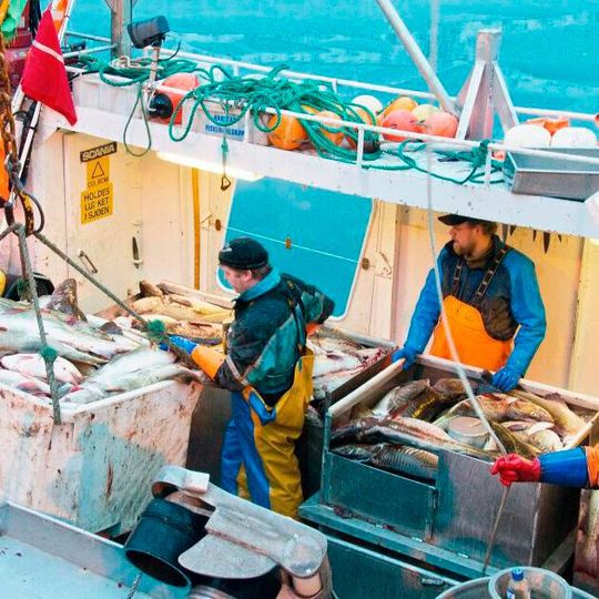 Cod fishing in Northern Norway Cod fishing in Northern Norway