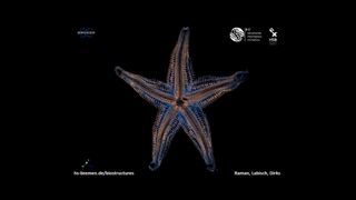 Das Bild zeigt das Skelett eines Seesterns (Asterias rubens) in einem Mikro-Computertomographen. Das Skelett besteht aus tausenden von kleinen Knöchelchen. (Bild: Raman - Hochschule Bremen)