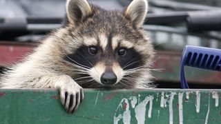 Städte bieten Waschbären einen attraktiven Speiseplan: Mülleimer, Komposthaufen und Gärten ermöglichen den Neozoen leicht zugängliches Futter.  (Bild: Jenny Thompson - stock.adobe.com)