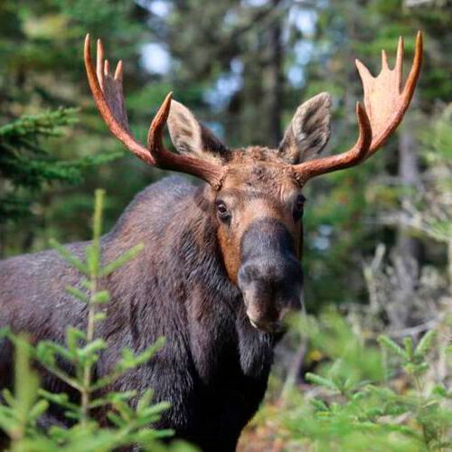 Minnesota saw a 58 % decline of the moose population in the northeastern part of the state between 2006 and 2017. Minnesota saw a 58 % decline of the moose population in the northeastern part of the state between 2006 and 2017.