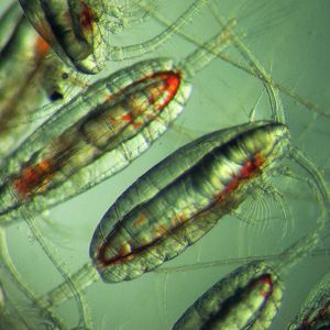 (Scottish Association for Marine Science (SAMS) / David Pond)