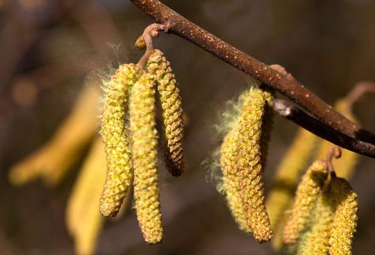 Allergische Reaktionen können auch ohne das auslösende Allergen wie Gräser- oder Birkenpollen auftreten. (Symbolbild) Allergische Reaktionen können auch ohne das auslösende Allergen wie Gräser- oder Birkenpollen auftreten. (Symbolbild)