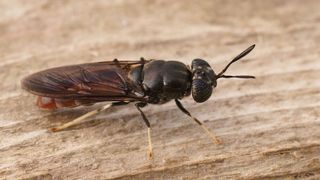 Hilfreiches Insekt: Die Larven der Schwarzen Soldatenfliege machen aus Bioabfällen neue Wertstoffe. (Bild: Henk - stock.adobe.com)