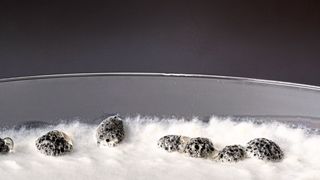 Wachstum des Pilzes Sclerotinia sclerotiorum auf einem Nährmedium: Sichtbar sind die verschiedenen Entwicklungsstadien des Erregers.  (Bild: Anna Schroll )