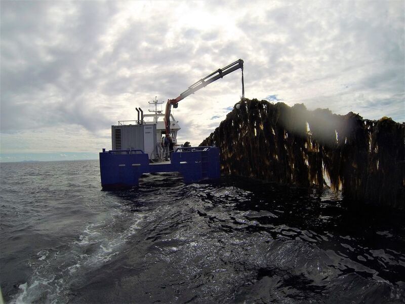 In 2017, the production of farmed kelp in Norway was 145 tons. However, by 2050 the production is projected to reach 20 million tons. The image shows kelp farming by Frøya in Sør-Trøndelag. (Seaweed Energy Solutions)