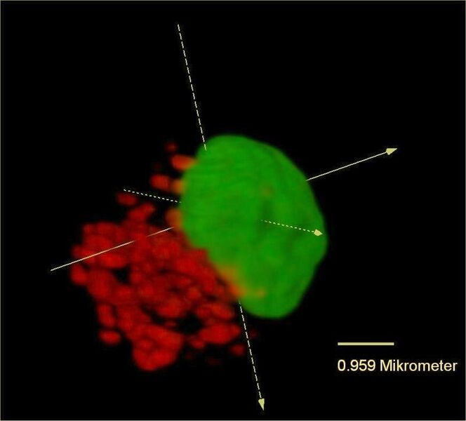 Abb. 2: Elektronenmikroskopische Aufnahme des Zellinneren, insbesondere des Zellkerns und seiner Umgebung. Einige Proteine im Zellkern fluoreszieren grün. Erzeugt wurden diese Proteine auf Grundlage der in die Zelle eingeschleusten Gene. Rot erscheinen hingegen die PDMAEMA-Moleküle, die als Vektoren eingesetzt wurden und sich außerhalb des Zellkerns aneinanderlagern. Die Pfeile markieren die drei räumlichen Dimensionen des Bildes.  (Bild: Dr. Valérie Jérôme, Lehrstuhl für Bioprozesstechnik, Universität Bayreuth)