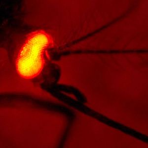 ((c) Dr. Irina Häcker)