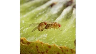 Schwarzbäuchige Taufliegen (Drosophila melanogaster) bei der Paarung auf einer Kiwi. Das Pheromon Methyllaurat löst bei der männlichen Fliege das Balzverhalten aus und ist für den Paarungserfolg ausschlaggebend. (Bild: Anna Schroll)