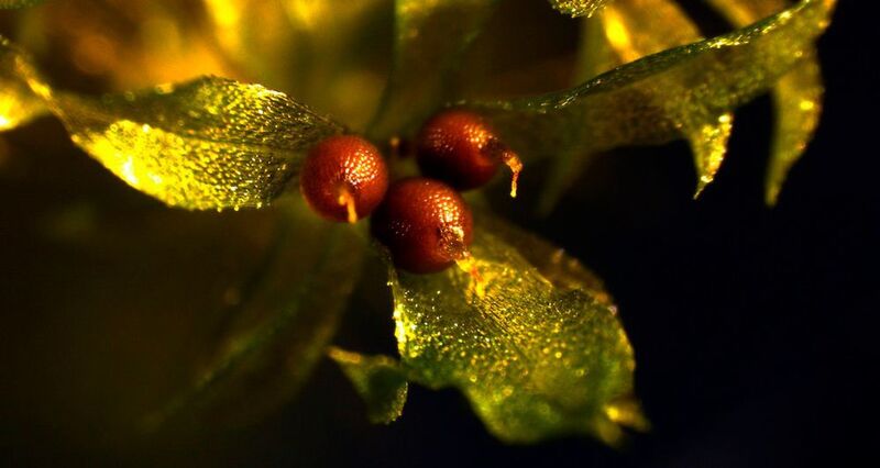 Moose vermehren sich, anders als Samenpflanzen, nicht durch Samen, sondern durch mikroskopisch kleine Sporen (auf unserem Bild noch geborgen in den roten Sporenkapseln), aus denen die neue Pflanze auskeimt. (Rabea Meyberg / AG Rensing)