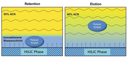 Abb.4: Schema der HILIC-Verteilung eines generell polaren Analyten in die – an der Oberfläche der stationären Phase adsorbierte – Wasserschicht. Links: Retention bei hohem Acetonitrilgehalt in der mobilen Phase; Rechts: Elution des Analyten bei erhöhtem Wassergehalt.(Bild:  AFIN-TS)