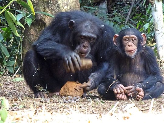 Ein Schimpansen-Werkzeugsatz: Fanle verwendet einen Steinhammer und einen Steinamboss, um Nüsse zu knacken, Bossou, Guinea, Westafrika.(Bild:  Tetsuro Matsuzawa)