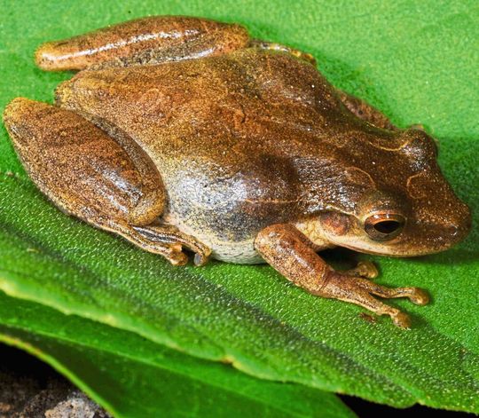 Der Knickzehenlaubfroschs Scinax quinquefasciatus wurde Ender der 1990er-Jahre auf dem Galápagosarchipel eingeschleppt. Der Knickzehenlaubfroschs Scinax quinquefasciatus wurde Ender der 1990er-Jahre auf dem Galápagosarchipel eingeschleppt.