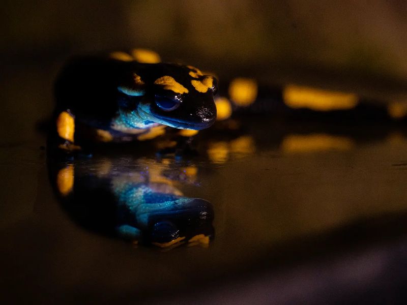 Leuchtende Salamander  Feuersalamander leuchten, und niemand hat es bemerkt. Zumindest bis vor Kurzem. Ein internationales Forschungsteam hat nun entdeckt, dass der Feuersalamander (Salamandra salamandra) biofluoreszierend ist. Wenn er ultravioletter Strahlung ausgesetzt wird reflektiert er türkisfarbenes Licht. Dieses Phänomen war trotz jahrzehntelanger Forschung an dieser Amphibienart bisher unbemerkt geblieben. Die ökologische Bedeutung ist allerdings noch unklar: Das fluoreszierende Leuchten könnte eine kommunikative Funktion haben und bei der Balz, der Wanderung oder der Warnung vor Räubern eine Rolle spielen. An der Arbeit war auch das des Max-Planck-Institut für chemische Ökologie beteiligt  Hier geht‘s zur vollständigen Meldung Wissenschaftsbild des Tages vom 25.6.2026  (Bild: Bernat Burriel-Carranza, Museu de Ciències Naturals de Barcelona, Spanien)