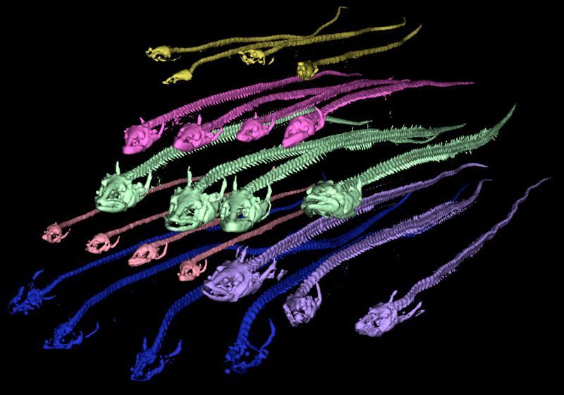 Computertomografische Ansichten der Knochenstruktur von weiblichen und männlichen Aalen verschiedener Reifestadien. Von oben nach unten: Gelb: männliche Gelbaale (Jugendstadium), Pink: weibliche Gelbaale (Jugendstadium), Grün: ausgewachsene Weibchen, Rosa: ausgewachsene Männchen, Lila: in Reifung befindliche Weibchen , Blau: reife, laichbereite Weibchen (© Freese et al.)