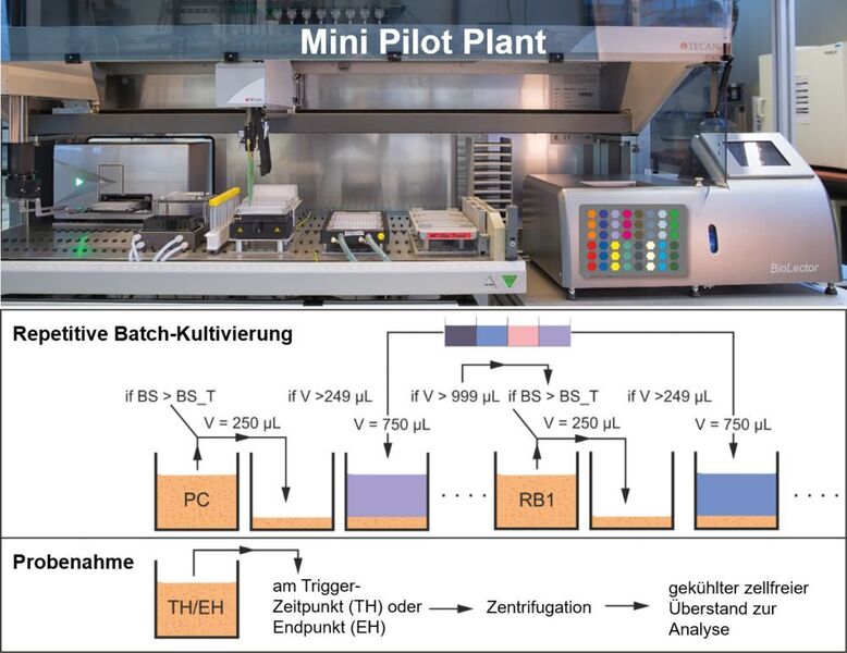 Abb. 2: Schematische Darstellung der Mini-Pilot-Plant-Technologie zur automatisierten Laborevolution auf Basis repetitiver Batch-Kultivierungen. Je nach Über-impfungsschema dient zunächst eine gewisse Anzahl an Kavitäten zur Vorkulturführung („pre-culture“, PC). Durch Online-Überwachung der Biomasse mittels Backscatter-Messung wird beim Erreichen eines Schwellwertes (BS > BS_T) ein definiertes Volumen (hier V = 250 µL) zellhaltiger Kultur per automatischem Liquid-Handling in die nächste Kavität überführt. Dann wird mit frischem Medium auf das finale Arbeitsvolumen (hier V = 1 mL) aufgefüllt und die nächste repetitive Batch-Kultur (RB1,…,RBn) gestartet. Parallel ist eine minimalinvasive Probenahme zu verschiedenen Zeitpunkten und deren automatische Prozessierung zur Gewinnung zellfreier Überstände möglich. (FZ Jülich)