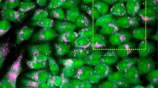 Researchers developed a Raman microscope that can acquire information hundreds of times faster than a conventional Raman microscope. This extra speed makes it possible to acquire large-area hyperspectral images of living cells, such as the ones seen here. (Source: Katsumasa Fujita, Osaka University)