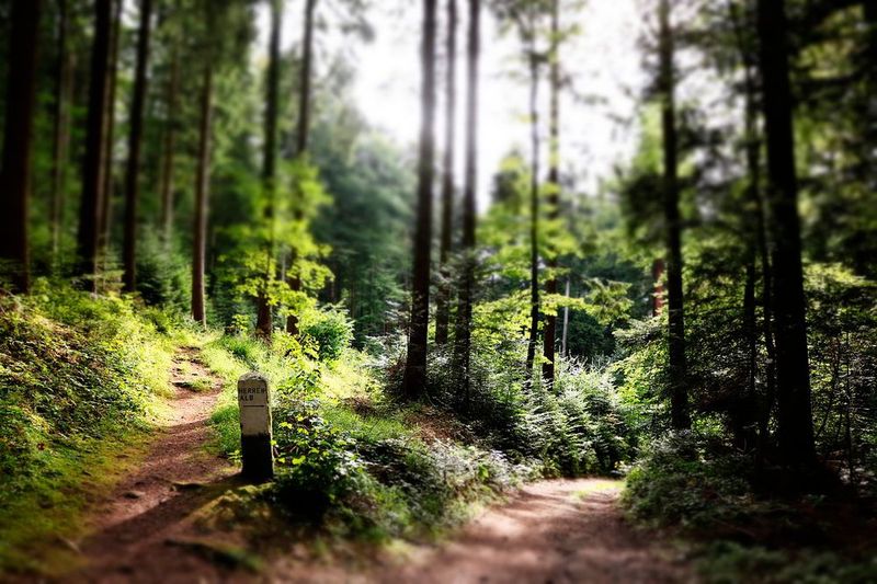 Über den Y-Weg und dem Linerecorder-Framework können Sensordaten einem übergeordneten System zur Verfügung stehen. (Bild: Pixabay)