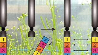 Eine Inversion bei der Ackerschmalwand (Hintergrund) lässt sich mit CRISPR/Cas rückgängig machen (l.), um den Austausch von Genen (r.) im betroffenen Abschnitt wiederzubeleben. (Michelle Rönspies, KIT)
