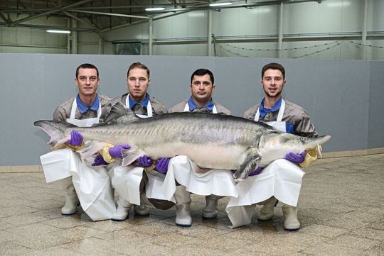 Ein acht Jahre alter, ausgewachsener und geschlechtsreifer Belugastör aus der moldawischen Störzucht Aquatir; das Tier wiegt rund 300 Kilogramm. Ein acht Jahre alter, ausgewachsener und geschlechtsreifer Belugastör aus der moldawischen Störzucht Aquatir; das Tier wiegt rund 300 Kilogramm.