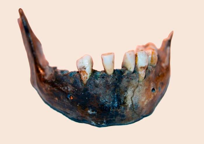 Mandible of a hunter-gatherer woman who lived 7900 years ago at Matjes River Rockshelter in the Western Cape, South Africa,  for whom a genome was reconstructed. (Source: Helena Malmström)
