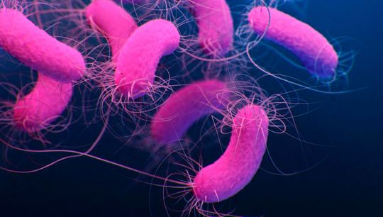 Pseudomonas aeruginosa: Die stäbchenförmigen Eitererreger bewegen sich mithilfe von Geißeln(Bild:  frei lizenziert (Public Health Image Library, ID 23249, Medical Illustrator: Jennifer))