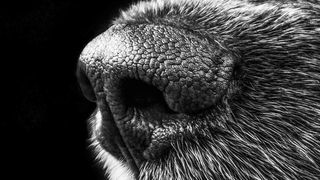 So gut wie eine Hundenase wird die E-Nase sicherlich nicht sein – aber sie soll helfen, rechtzeitig Kabelbrände oder verdorbene Lebensmittel aufzuspüren.  (gemeinfrei)