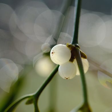 Les graines du gui adhèrent aux branches grâce à une substance collante, ce qui leur permet de coloniser de nouveaux arbres hôtes. (Image illustrative) (Bild: © Dagmar Gärtner – stock.adobe.com)