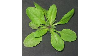 Mit steigenden NO-Konzentrationen zeigen die Pflanzen ein verbessertes Wachstum... (Ausschnitt) (Quelle: HMGU)