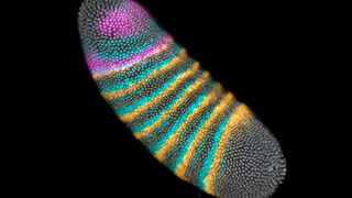Genexpression in einem Embryo von Drosophila melanogaster. Die Zellkerne sind grau dargestellt, die Farben zeigen, wo die Gene slp1 (cyan), btd (magenta) und eve (gelb) exprimiert werden. (Bild: Bruno C. Vellutini / MPI-CBG / Nature (2025) )
