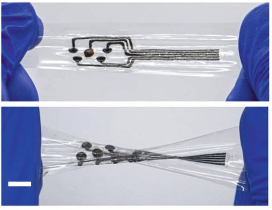 SIRES-basierte Bioelektronik beim Dehnen (oben) und Verdrehen (unten). Der Maßstab beträgt 1 cm.(Bild:  Wei Gao Lab/Caltech)