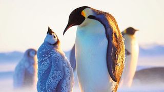 Junge Kaiserpinguine nehmen bis jetzt noch kein Mikroplastik durch ihre Nahrung auf.  (Bild: Céline Le Bohec)