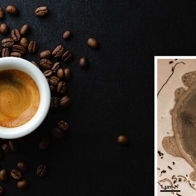 Elektronenmikroskopische Aufnahme einer Alge (rechts), die mit Espresso vorbehandelt wurde, um stärkere Kontraste zu erzeugen. Bildquelle: Mayrhofer/FELMI-ZFEBildquelle: (Bild: Mayrhofer/FELMI-ZFE; Nerudol/Adobe Stock)