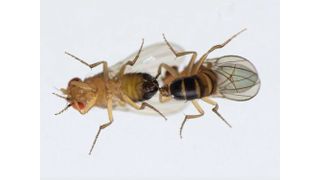 Paarungsversuch zwischen zwei Drosophila-Männchen. (Bild: Benjamin Fabian, Max-Planck-Institut für chemische Ökologie)