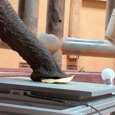 Wer nicht gut sieht, sollte zumindest gut ertasten können. Und das kann der Elefant mit seinem haarigen Rüssel auch ziemlich gut und sensibel. Forscher aus Stuttgart haben sich deshalb überlegt, ob man dieses Greifsystem nicht als neue Technik für Roboter umsetzen kann ... (Bild: Zoo Magic)