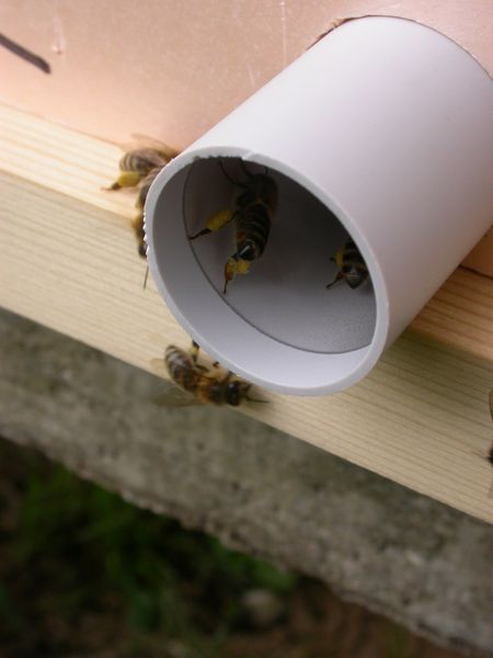 Abb. 2: Die Fluglöcher der Bienenstöcke sind bis auf zwei Röhrenkollektoren verschlossen. (Bild: Rudolf Moosbeckhofer, AGES)