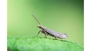 Die Kohlmotte Plutella xylostella ist ein weltweit verbreiteter Schädling. (Benjamin Fabian, Max-Planck-Institut für chemische Ökologie)