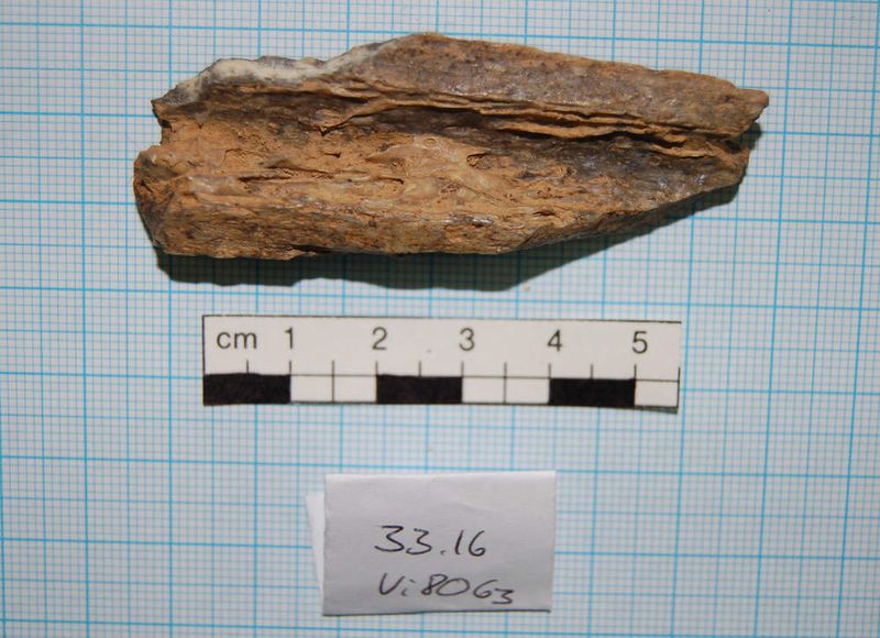 Fragment eines Neandertalerknochens  (Bild: Max-Planck-Institut für evolutionäre Anthropolgie)
