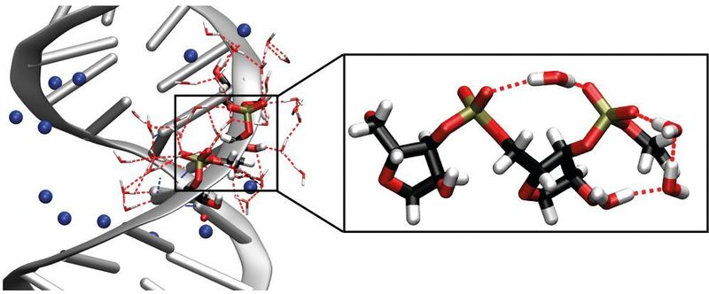 Links: Struktur der RNA-Doppelhelix, blaue Sphären stellen Natrium-Gegenionen dar. Rechts: Vergrößerung des aus Phosphat- und Zuckergruppen bestehenden RNA-Rückgrats, verbrückende Wassermoleküle sind schematisch dargestellt. Die Schwingungen des RNA-Rückgrats dienen als empfindliche Sonden, um den Einfluss unmittelbar benachbarter Wassermoleküle auf Struktur und Dynamik der RNA in Echtzeit zu verfolgen. (Forschungsverbund Berlin e. V.)