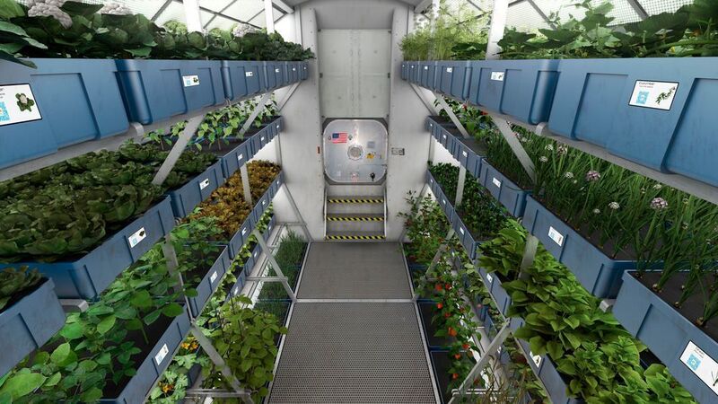 Künstliches Licht soll helfen, dass Salat auf einer Raumstation optimal wachsen kann. Dazu greift die NASA auf eine Entwicklung von Osram zurück.  (NASA)