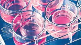 Abb.2: Die Zellkultur-Einsätze Inserts 2in1 können sowohl stehend als auch hängend in nahezu jeder Standard-Multiwell-Platte eingesetzt werden. (BRAND)