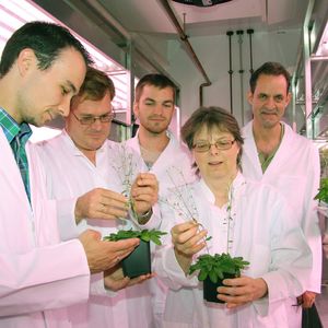 Benedikt Engels, Louwrance Wright, Daniel Volke, Bettina Raguschke und Jonathan Gershenzon mit Versuchspflanzen in einer Anzuchtkammer im Max-Planck-Institut für chemische Ökologie. Wechselseitige Forschungsaufenthalte wie der der beiden Fraunhofer-Wissenschaftler Benedikt Engels und Daniel Volke in Jena sind ein wichtiger Bestandteil der Kooperation.