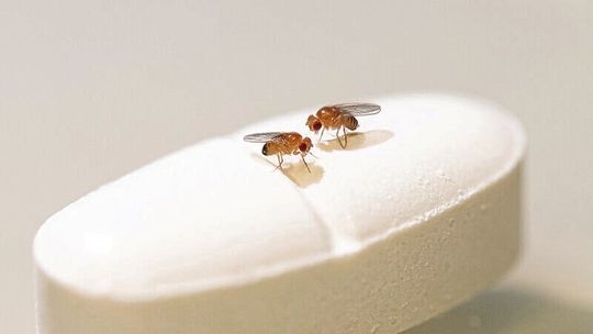 Rapamycin verlängert die Lebensspanne nur bei weiblichen Fruchtfliegen. (Bild:  Copyright: K.Link / Max-Planck-Institut für Biologie des Alterns, 2022)