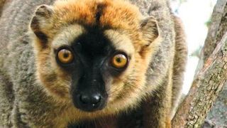 Ein männlicher Rotstirnmaki (Eulemur rufifrons) auf einem Baum in Madagaskar (Louise Peckre/Deutsches Primatenzentrum GmbH)