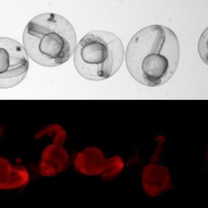(© Microscopic image: Junker Lab, MDC)
