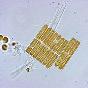 Abb. 1: Neun Fragilariopsis cylindrus Algen liegen nebeneinander. Jede der Zellen enthält zwei Chloroplasten, in denen sie durch Photosynthese Energie gewinnen. In der Seitenansicht misst die Schale einer Fragilariopsis cylindrus etwa 15 Mikrometer. Drei Algen aneinandergereiht passen also in den Durchmesser eines Haares. 