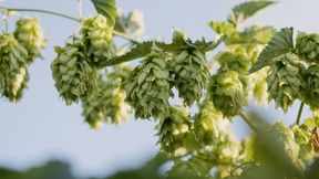 Hopfen ist durch den Klimawandel bedroht. Um gezielter neue und robuste Züchtungen zu erhalten, haben Forscher nun eine genetische Karte des Hopfens erstellt (Symbolbild). (Bild: frei lizenziert (Meg MacDonald))