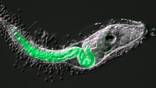 Marine sea squirts lose their tails when they transform from tadpoles into their mature form. (Yamaji et al.)