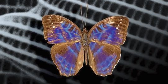 Das Männchen der tropischen Schmetterlingsart Cynandra opis diente den 3D-​gedruckten Strukturfarben als Vorbild.(Bild:  ETH Zürich)